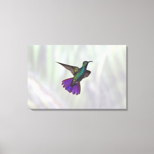 Green-breasted Mango Hummingbird Anthracocorax Canvas Print (Front)