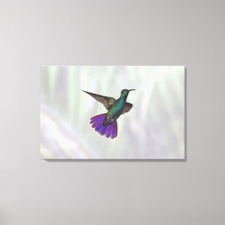 Green-breasted Mango Hummingbird Anthracocorax Canvas Print