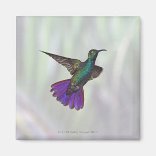 Green-breasted Mango Hummingbird Anthracocorax Magnet