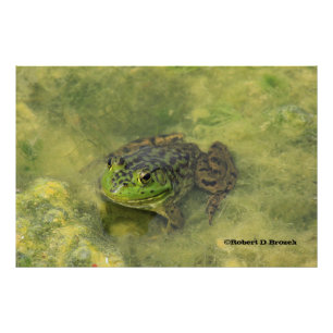 Green Bull Frog closeup Photo Enlargement Print