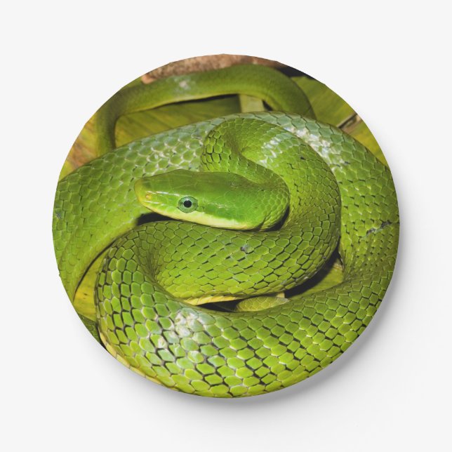 Green Bush Rat Snake Paper Plate (Front)