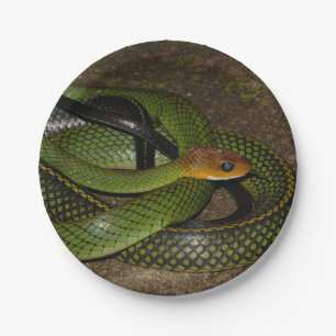 Green Bush Rat Snake Paper Plate
