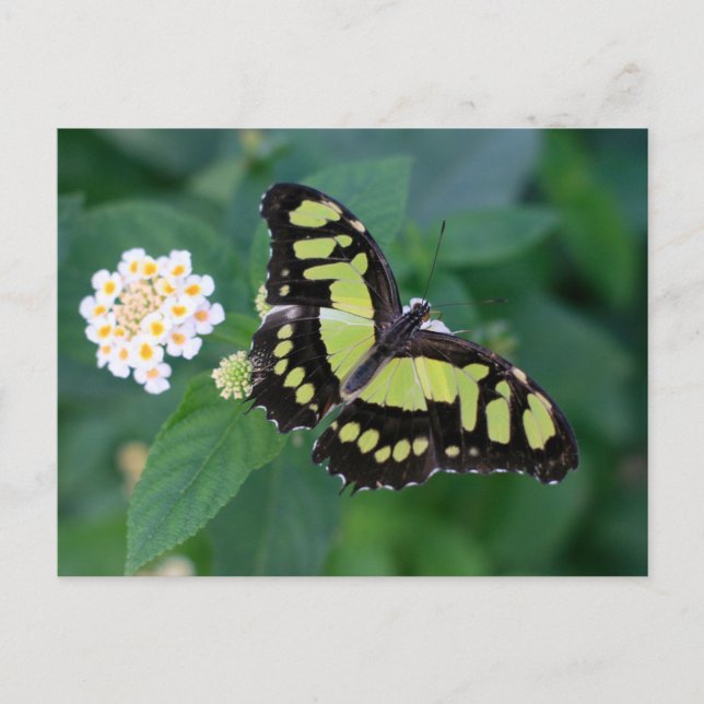 Green Butterfly Postcard (Front)