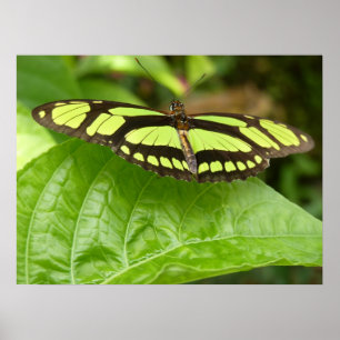 green butterfly poster