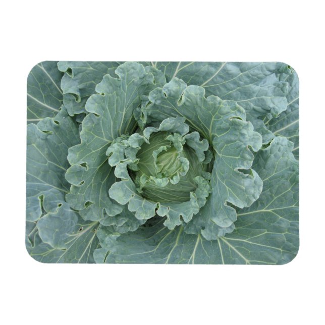 Green Cabbage, Leaves from Above Magnet (Horizontal)
