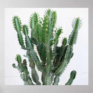 Green Cactus: Minimalist White Background Poster