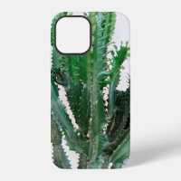 Green cactus on white background.