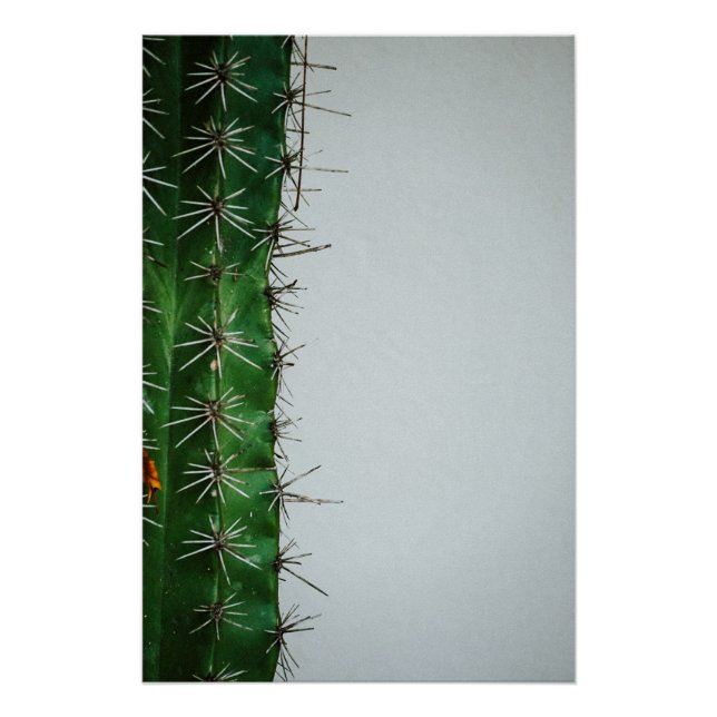 Green cactus on white walls poster (Front)
