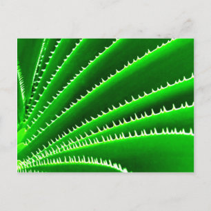 green cactus pattern postcard