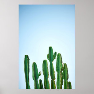 Green cactus plant in white background poster