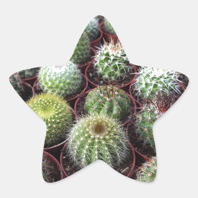 Green cactus plants star sticker (Front)