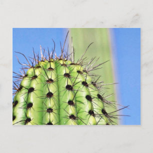 Green Cactus Thorns Postcard