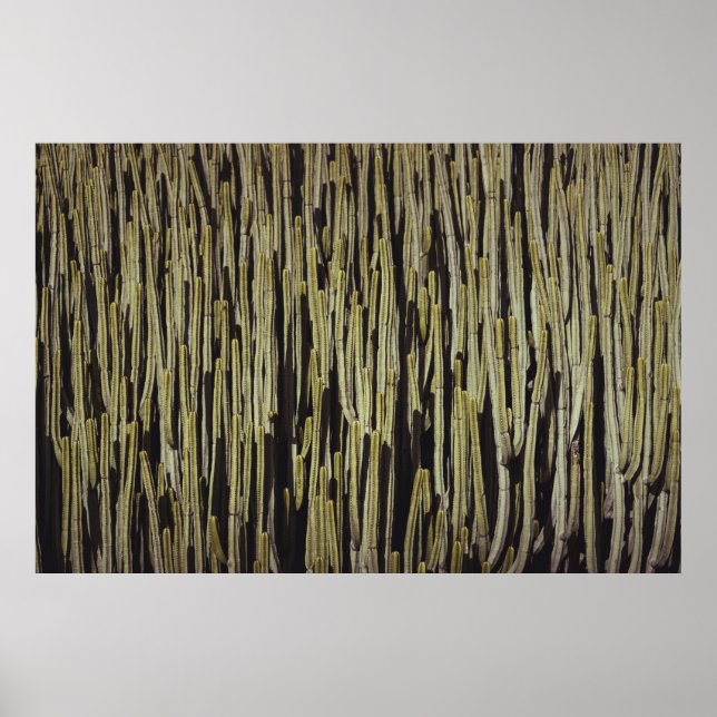 Green cactus wallpaper poster (Front)