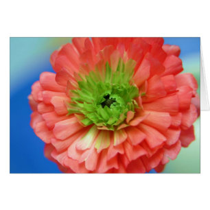 green centre ranunculus