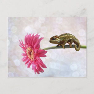 Green chameleon on pink flower postcard