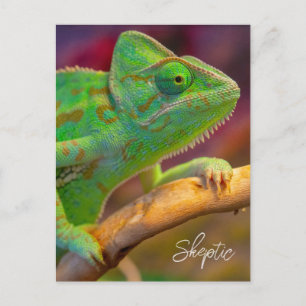 Green Chameleon Postcard