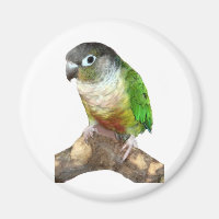 Green Cheek Conure