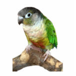 Green Cheek Conure Photo Sculpture Decoration<br><div class="desc">A green cheek conure makes a cute "all occasion" ornament for your tree or as a collector's item</div>