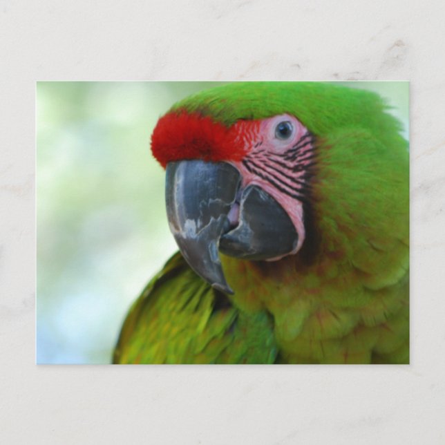 Green Cheek Conure Postcard (Front)