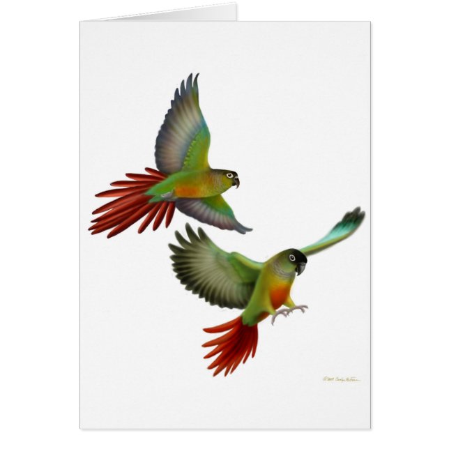 Green Cheek Conures Card (Front)