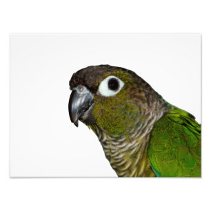 Green Cheeked Conure Photo Print