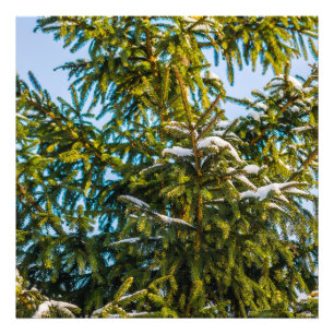 Green Christmas Tree In Snow Photo Print