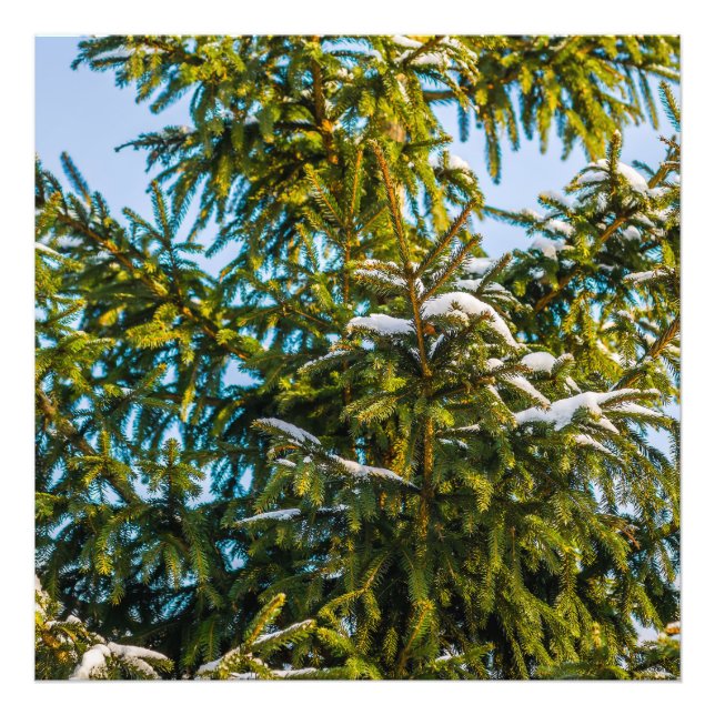 Green Christmas Tree In Snow Photo Print (Front)