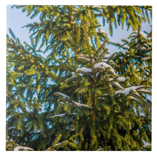 Green Christmas Tree In Snow Tile (Front)