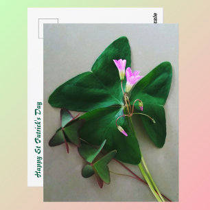 Green Clover Pink Blossoms St Patrick's Day Postcard