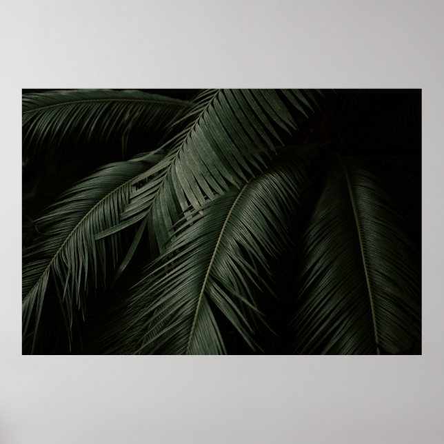 GREEN COCONUT TREE PHOTO POSTER (Front)