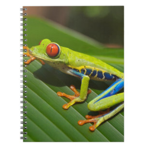 Green Colorful Jungle Tree Frog Notebook