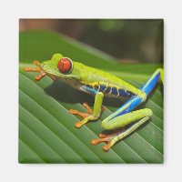 Green Colourful Jungle Tree Frog