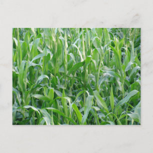 Green cornfield - Postcard