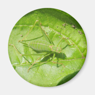 Green Cricket Camouflage Magnet