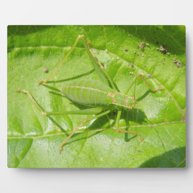 Green Cricket Camouflage Plaque (Front)