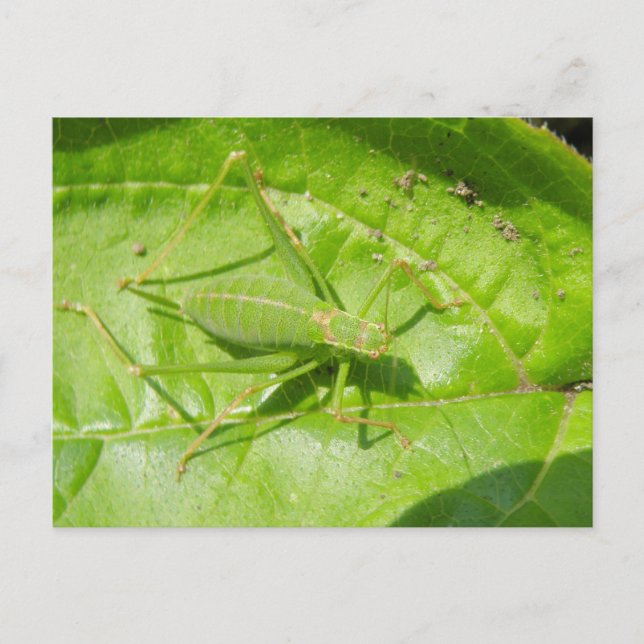 Green Cricket Camouflage Postcard (Front)