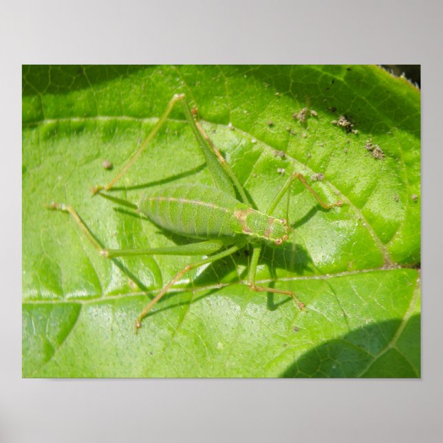 Green Cricket Camouflage Print (Front)