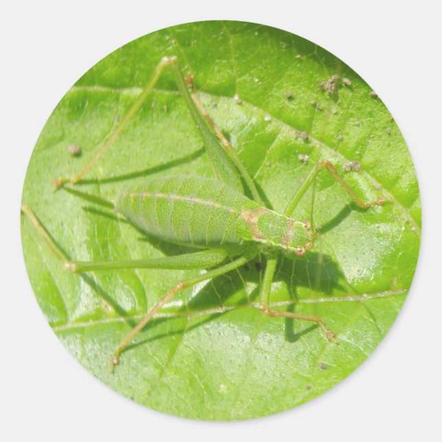 Green Cricket Camouflage Stickers (Front)
