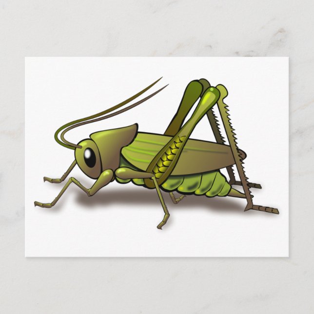 Green Cricket Insect Postcard (Front)