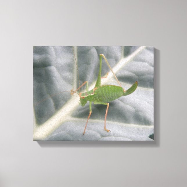 Green Cricket Macro Canvas Print (Front)