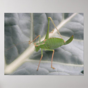 Green Cricket Macro Print