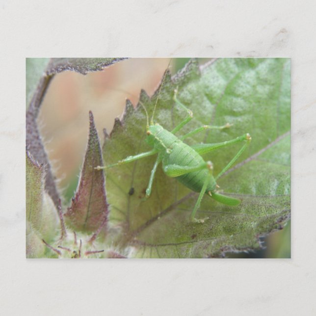 Green Cricket on a Leaf Postcard (Front)