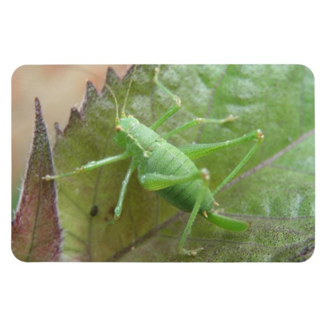 Green Cricket on a Leaf Premium Magnet (Horizontal)