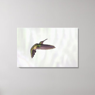 Green-crowned Brilliant Heliodoxa jacula female Canvas Print