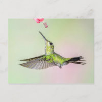 Green-Crowned Brilliant Hummingbird Flying