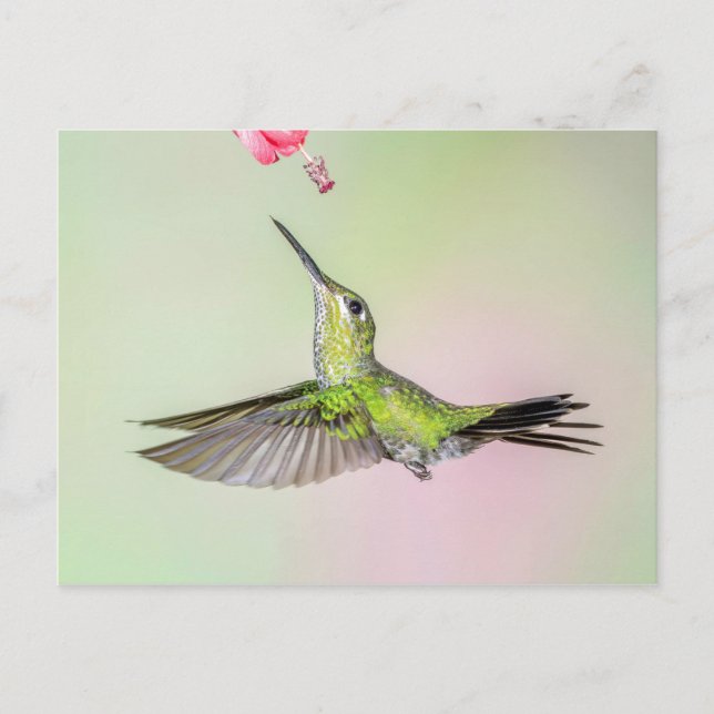 Green-Crowned Brilliant Hummingbird Flying Postcard (Front)