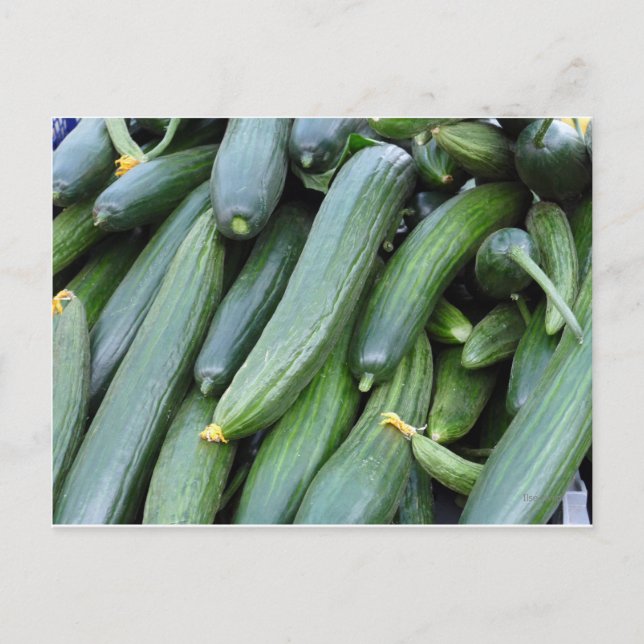 Green cucumbers postcard (Front)
