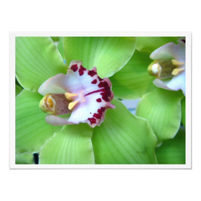 Green Cymbidium Orchids Photo Print (Front)