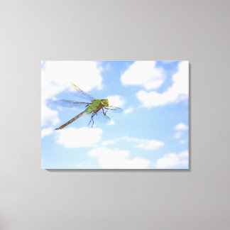 Green darner (Anax junius) flying against Canvas Print