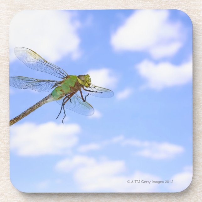 Green darner (Anax junius) flying against Coaster (Front)
